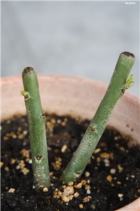 be4e3bd9-IMG_6019 adenium.jpg